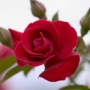 Easy Elegance Roses, Easy to grow and guaranteed for 2 years