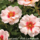 Conrad-Pyle Introduces Four New Roses in 2012