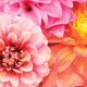 Five Tips for Dazzling Dahlias These showy blooms can hold their own in our blistering heat