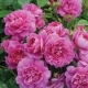 “Princess Anne” – David Austin’s New Featured Rose for North America