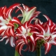 Brighten the Holidays with Amaryllis
