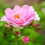 When and How to Prune Roses for Lush Results