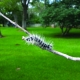 Walnut Caterpillars Feasting on Pecan Foliage