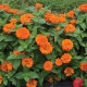 Fall Zinnias Named Texas Superstars