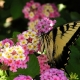 Creating Bird and Butterfly-friendly Landscapes