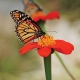 Plant a Pollinator Garden