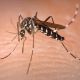 Manage Mosquitoes While Enjoying the Great Outdoors