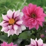 Easy To Grow Dahlias