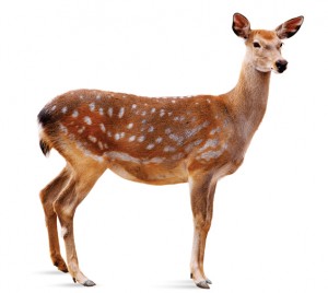 f-deer