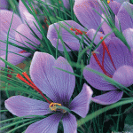 Autumn-Crocus