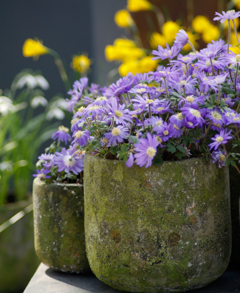 Complementary-Gladiolas in Espresso Florentina