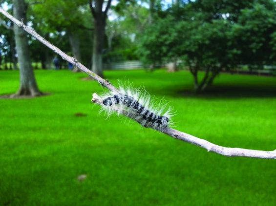 Fort Bend County is experiencing a new generation of Walnut Caterpillar infestation.