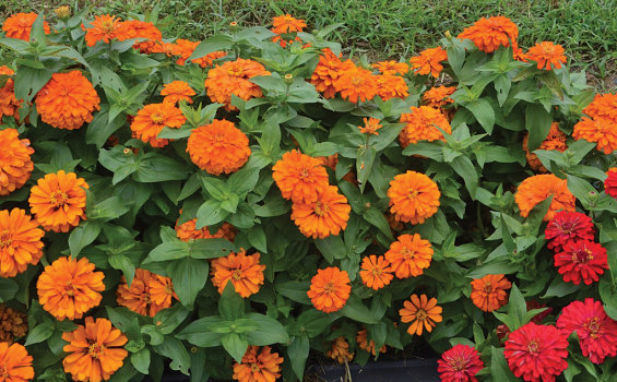 Fall zinnias have all the colors gardeners love to see in autumn — oranges, apricots and yellows, according to a Texas A&M AgriLife Research horticulturist.