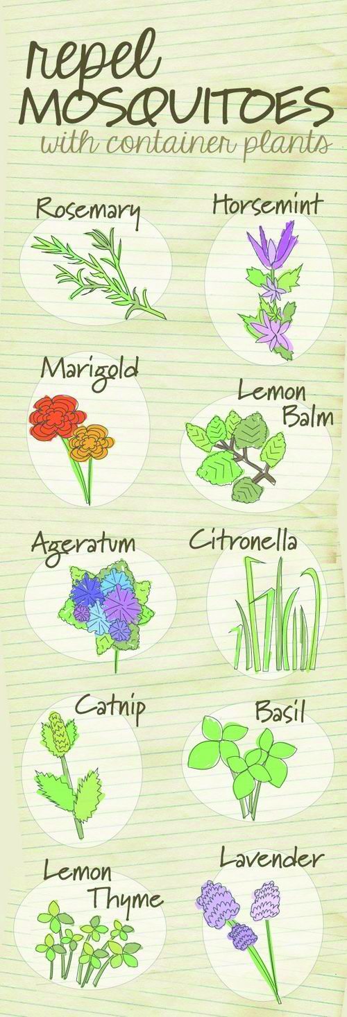 Plants that Repel Mosquitos