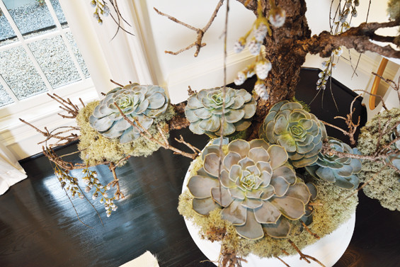 A closer view of the succulents.